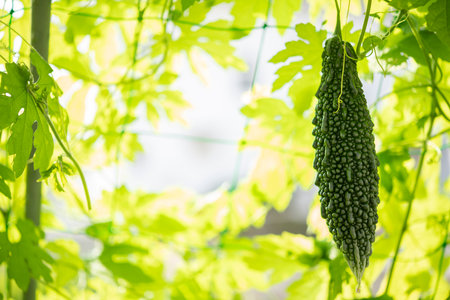 Bitter gourd green curtain. Summer vegetables in the vegetable garden.の写真素材