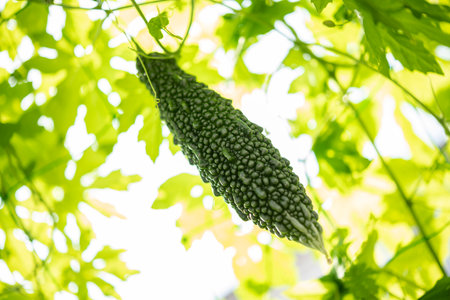 Bitter gourd green curtain. Summer vegetables in the vegetable garden.の写真素材