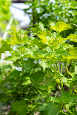 Fresh green shiso. Summer vegetables in the vegetable garden.の写真素材
