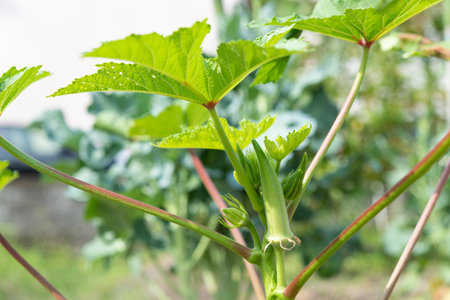 Fresh green okra. Summer vegetables in the vegetable garden.の写真素材