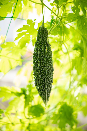 Bitter gourd green curtain. Summer vegetables in the vegetable garden.の写真素材