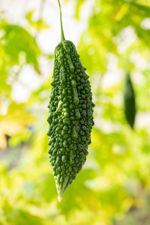 Bitter gourd green curtain. Summer vegetables in the vegetable garden.の写真素材
