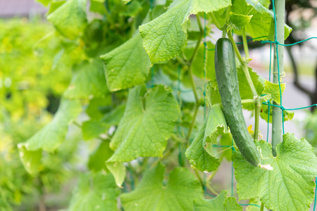 Fresh green cucumber. Summer vegetables in the vegetable garden.の写真素材