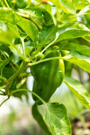 Fresh green peppers. Summer vegetables in the vegetable garden.の写真素材