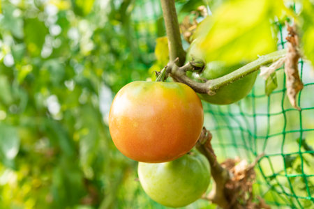 fresh tomatoes. Summer vegetables in the home garden.の写真素材