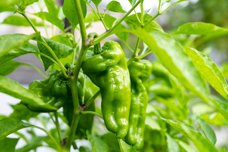 Fresh green peppers. Summer vegetables in the vegetable garden.の写真素材