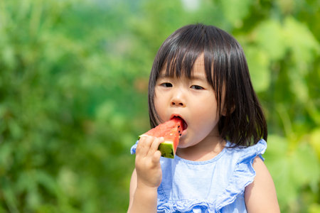 Little girl eating freshly picked watermelon in the fieldの写真素材