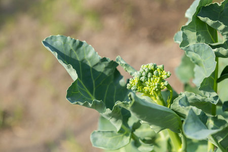 Stick-shaped broccoli. Summer vegetables in the vegetable garden.の写真素材