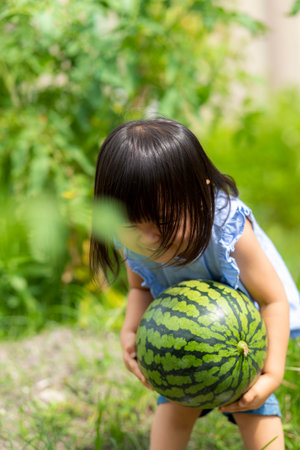 Little girl eating freshly picked watermelon in the fieldの写真素材