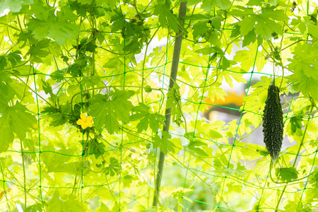 Bitter gourd green curtain. Summer vegetables in the vegetable garden.の写真素材