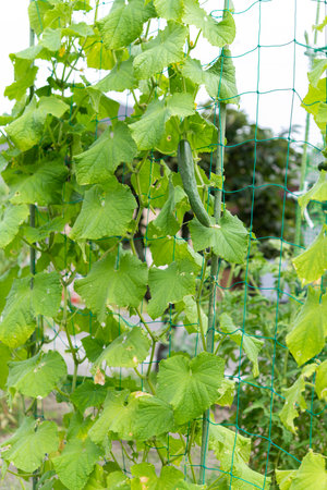 Fresh green cucumber. Summer vegetables in the vegetable garden.の写真素材
