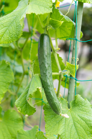 Fresh green cucumber. Summer vegetables in the vegetable garden.の写真素材