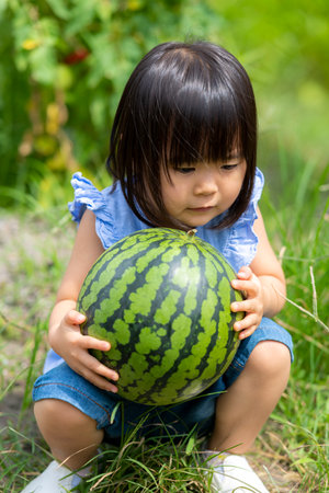 Little girl eating freshly picked watermelon in the fieldの写真素材