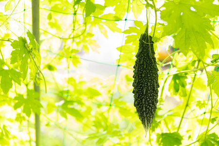 Bitter gourd green curtain. Summer vegetables in the vegetable garden.の写真素材