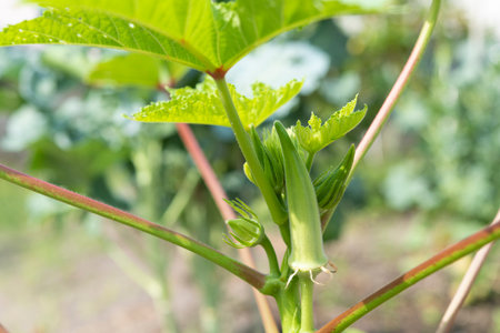 Fresh green okra. Summer vegetables in the vegetable garden.の写真素材