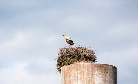 storkの写真素材