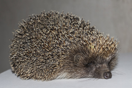 hedgehogの写真素材