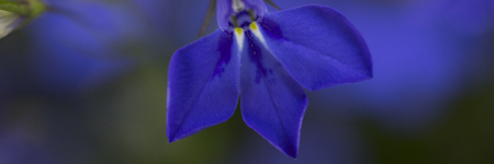 blue fresh flowers on nature background bouquetの写真素材