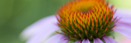 Flower of echinacea natural background of spa treatmentsの写真素材