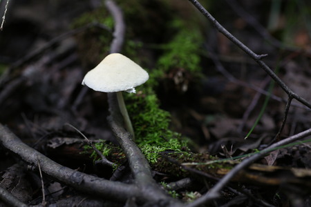 Poisonous mushrooms false honey agaricsの写真素材