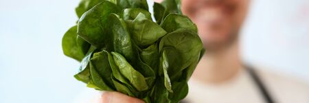 Male Hand Holding Green Aromatic Sorrel Bunch
