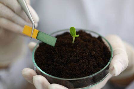 Stem growth in laboratory, soil chemical sample. Close-up transparent flask with soil, small green leaf grows inside. Hands biologist in gloves hold flask and metal tongs with litmus paper. Ph test.の写真素材