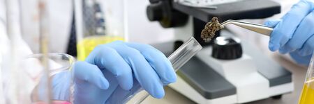 Female chemist hand in blue protective gloves research illegal grass in chemitry lab background closeup. Hold testt tube with tweezersの写真素材