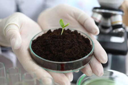 Close-up of female hands holding glass plate with sample of sprout. Research exploring plant...