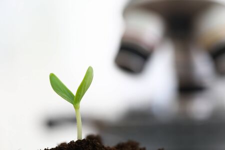 Focus on sprout growing in greenhouse conditions. Scientists exploring sprig growing out from soil....