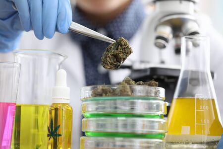 Scientist conducts chemical examination dried hemp. Production drugs based on medical cannabis. Psychotropic active substances contained in hemp leaves. Cannabis medical directionの写真素材