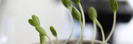 Close-up young green sprouts grow in clay pot. Production tasty and healthy environmental greens....