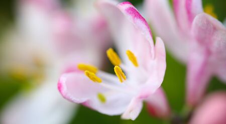 Pink flowers on green background against summer gardenの写真素材
