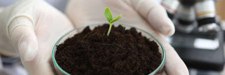 Close-up of female hands holding glass plate with sample of sprout. Research exploring plant...