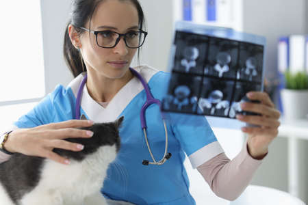Veterinarian examines the x-ray next to the cat. X-rays pet concept