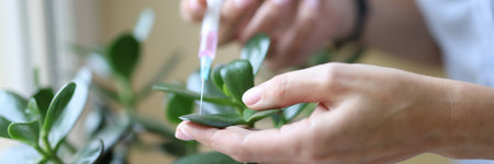 Syringe is injected into stem of the plant. Domestic flower diseases and their treatment conceptの写真素材