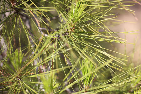 Branches of evergreen needles in forest closeup