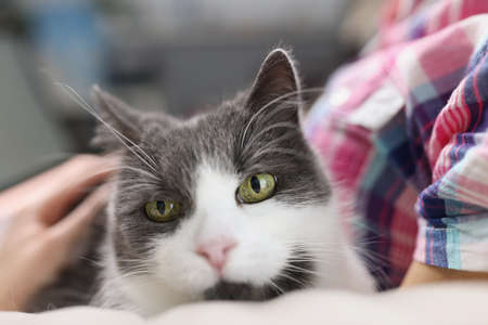 Beautiful purebred domestic cat sitting on owner lap at home