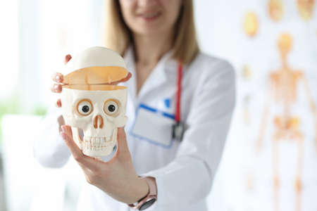 Woman doctor holding plastic model of human skull in her hands closeupの写真素材