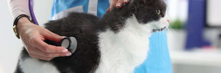 Woman veterinarian listening to cat lungs with stethoscope