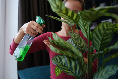 Woman puffing liquid on green plant in pot from spray bottle at home closeupの写真素材