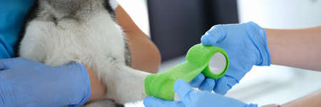 Doctor veterinarian bandaging dog broken paw in clinicの写真素材