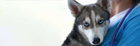 Veterinarian is holding beautiful husky dog with blue eyes in armsの写真素材