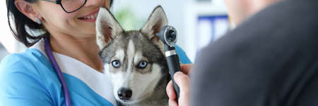 Veterinarian conducts physical examination of dog earの写真素材