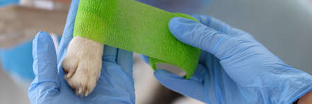 Veterinarian doctor bandages sore paw of dog at medical appointmentの写真素材