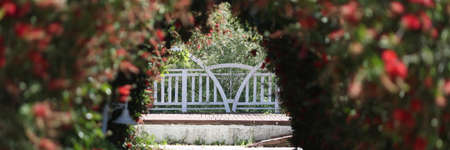 Pedestrian road going in middle of flower avenue of roses backgroundの写真素材