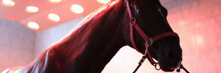 Sports horse stands after training in equine solarium closeupの写真素材