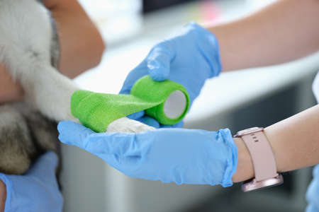 Veterinarian doctor bandages sore paw of dog closeupの写真素材