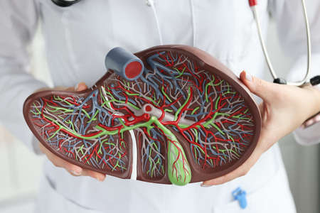 Doctor holding artificial plastic model of liver in his hands closeup