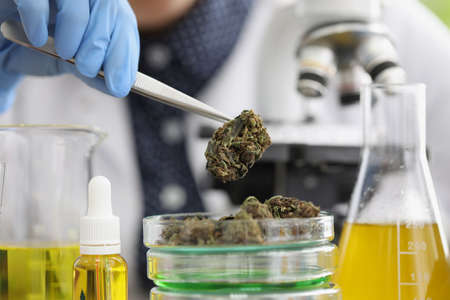 Glass container with marijuana buds on it placed for laboratory investigationの写真素材