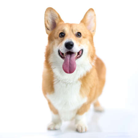 Corgi dog with his tongue sticking out on white backgroundの写真素材